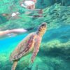 Caretta Caretta turtle in Zakynthos