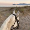 Swim with the Horses - Image 5