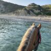 Swim with the Horses - Image 8